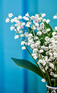white flowers thumbnail
