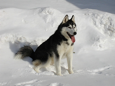 black and white Alaskan malamute sits on snowfield at daytime thumbnail