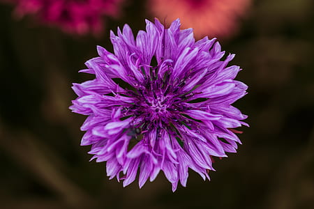 purple flower thumbnail