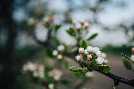 Close-ups of flowers, leaves and fruit on branches thumbnail