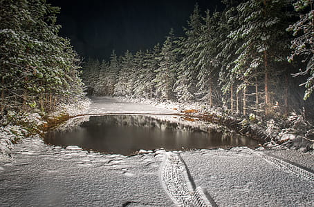 Roadway Filled by Snow Surrounded by Pine Trees Landscape Photography thumbnail