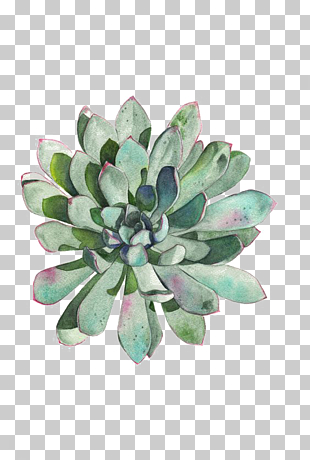 Paper Succulent plant Watercolor painting Printmaking Drawing, succulent plants, green leafed plant PNG clipart