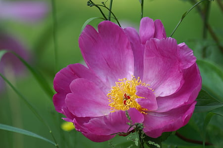 closeup photo of pink petaled flower thumbnail