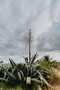 Plants of Portugal thumbnail