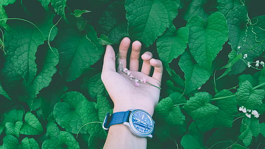 person holding pink flowers thumbnail