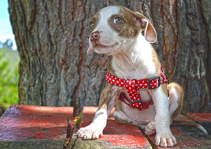 short-coated white and tan puppy wearing red harness thumbnail