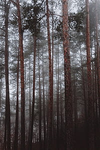 tall trees during daytime thumbnail