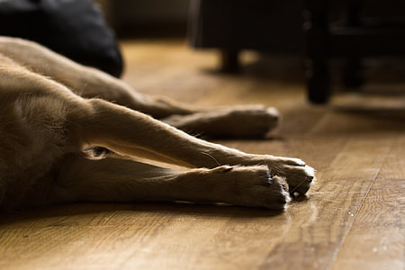 brown dog lying on floor thumbnail