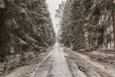 pathway between forest during daytime thumbnail