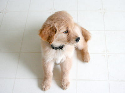 dog, retriever, puppy, doge thumbnail