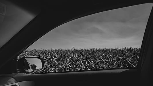 black-and-white, car, vehicle, grass thumbnail