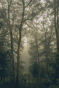 fog inside forest during daytime thumbnail