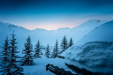 house coated with snow beside pine trees thumbnail