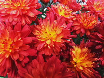 red and yellow flower thumbnail