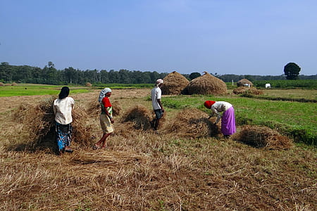 people holding brown hay on green grass field thumbnail
