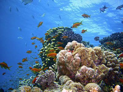 assorted fish in coral reef during daytime thumbnail