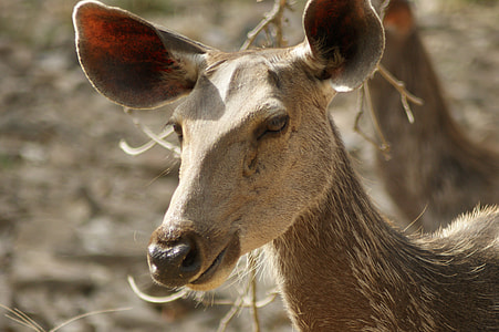 Wildlife, India thumbnail