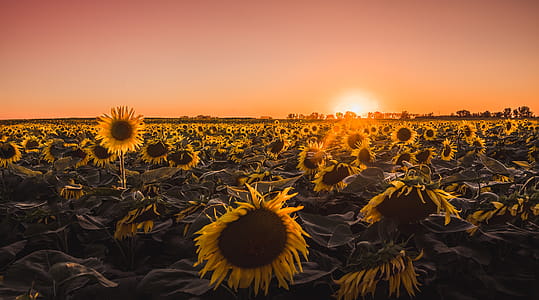 Bed of Sunflowers thumbnail