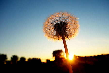 silhouette of dandelion flower thumbnail