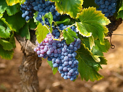 photo of grapes thumbnail