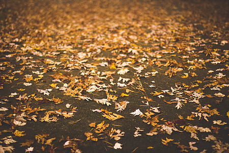 dried leaves on ground during daytime thumbnail