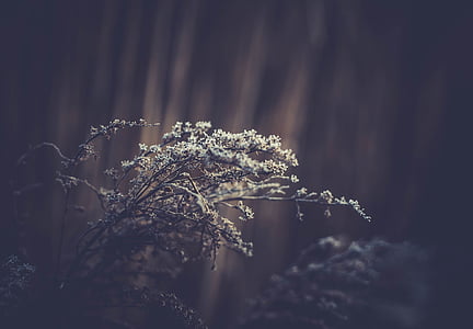 closeup photo of white petaled flowers thumbnail
