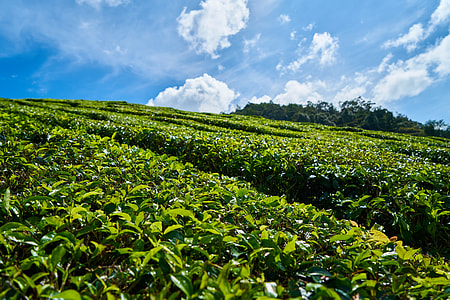 green leafed plants with clear sky thumbnail