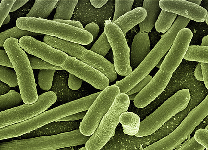 micro photography of bacteria thumbnail