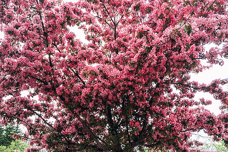 pink cherry blossoms thumbnail