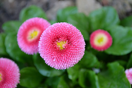 pink pompom Dahlia flowers thumbnail