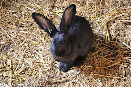 black rabbit on brown grass thumbnail