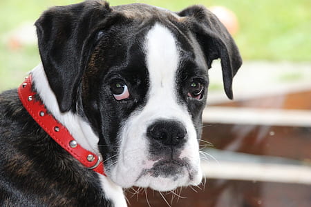 black and white Boxer puppy close-up photography thumbnail