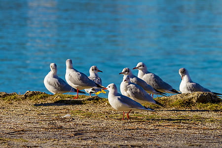 flock of white seagulls on rock surface thumbnail