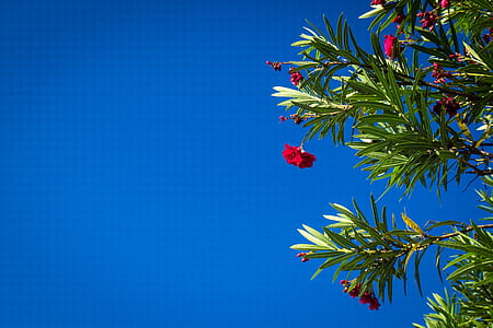 Red Flowers thumbnail