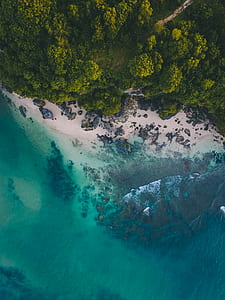 aerial photography of green trees beside sea during daytime thumbnail