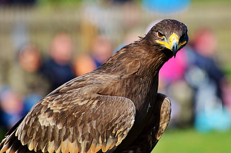 brown bird thumbnail