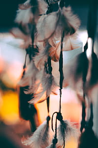 selective focus photo of white and brown feather dreamcatcher thumbnail