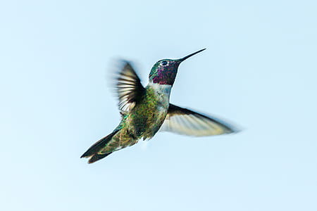 selective focus photo of hummingbird flying at daytime thumbnail