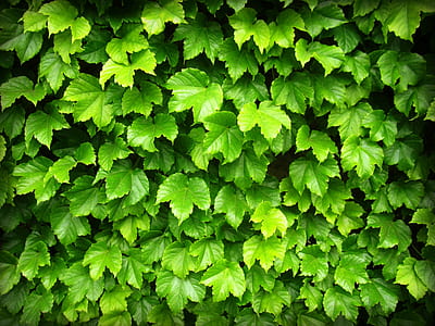green leafed plants thumbnail