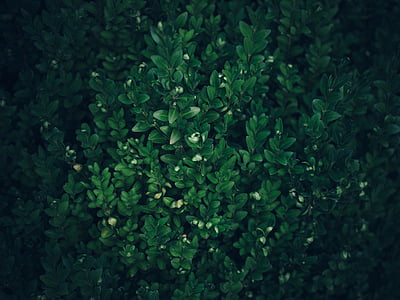 green leafed plants on dark thumbnail