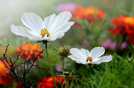 selective focus photography of white cosmos flowers thumbnail