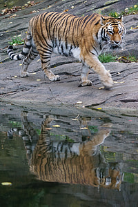 orange and white Tiger on gray concrete floor during daytime thumbnail