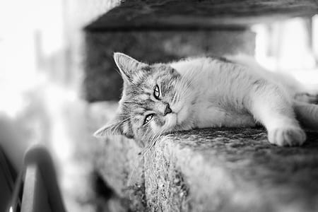 gray scale photo of cay lying on pavement thumbnail