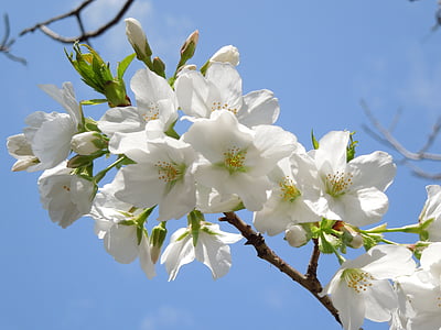 white petaled flowers at daytime thumbnail
