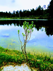 Green Leaf Plant Near Body of Water thumbnail