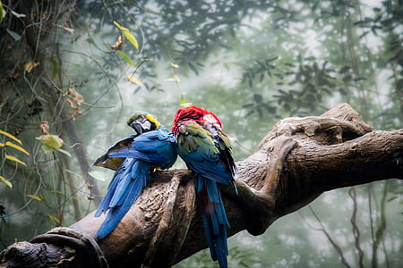 selective focus photography of blue-and-yellow macaw beside blue-and-red macaw perched on branch thumbnail