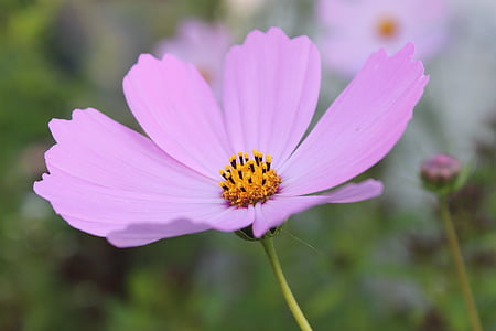 selective focus photography of pink cosmos flower in bloom thumbnail