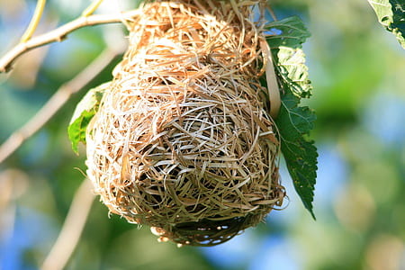 brown nest thumbnail