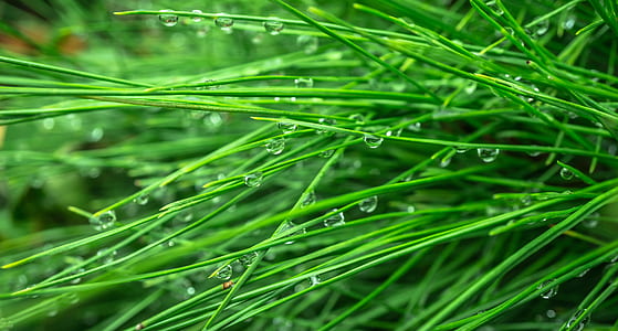 water, grass, lawn, leaves thumbnail