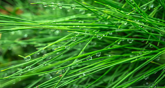 water droplets on green grasses thumbnail